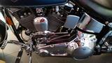 Harley-Davidson FXST, Softail Custom - Offers