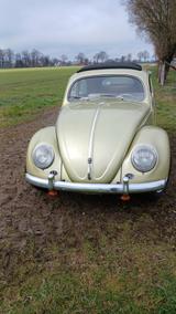 Volkswagen Käfer Ovali  - Volkswagen Käfer: Ovali