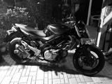 Suzuki Gladius 650/Motorschaden  - SUZUKI GLADIUS 650