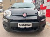 Fiat Panda 1.2 Young - Fiat Panda Young mit Benzin-Antrieb