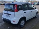 Fiat Panda MY24 1.0 Klima PDC Citypaket - Fiat Panda Vorführfahrzeuge