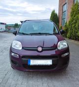 Fiat Panda 1.2 8V   - Fiat New Panda von privat