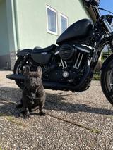 Harley-Davidson Sportster Iron 883 - Offers