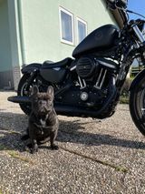 Harley-Davidson Sportster Iron 883 - Offers matching your search criteria