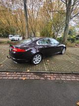 Jaguar XF 3.0 Diesel Luxury mit Anhängerkupplung - Jaguar XF: Luxury