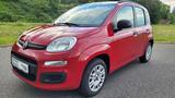Fiat New Panda 1.2 8V Pop erst 33.100 KM - Klima - rote Fiat New Panda
