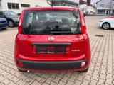 Fiat Panda Pandina 1.0 Icon *Radio Klima PDC 5Sitzer* - Fiat Panda Neuwagen mit Benzin-Antrieb