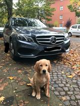 Mercedes-Benz E 500 T AMG Line - Mercedes-Benz E-Klasse: Kombi, AMG