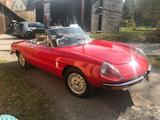 Alfa Romeo Spider - Alfa Romeo aus 1975