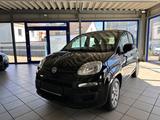 Fiat Panda Pop / Klima / 2 Hand / Gepflegt / - Fiat Panda in Herne