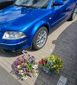 Volkswagen Passat 3bg W8 - Volkswagen Passat mit Benzin-Antrieb: Kombi, W8