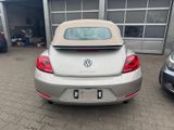 Volkswagen Beetle Cabriolet Sport.Leder.Xenon.Kamera.Navi. - : Roadster, Sport
