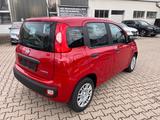 Fiat Panda Pandina 1.0 Icon *Radio Klima PDC 5Sitzer* - Fiat Panda Neuwagen mit Benzin-Antrieb