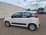 Fiat Panda - Fiat Panda Gebrauchtwagen in Aachen