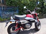 Honda Monkey 125, unfallfrei, Garagenfahrzeug - HONDA KLEINKRAFTRAD