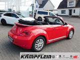 Volkswagen Beetle Cabriolet 1.2TSI BMT RCD310 Windschott LM - : Rot, Cabrio