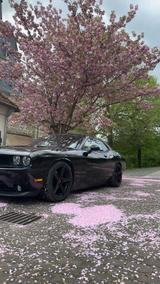 Dodge Challenger - gebrauchte Dodge Challenger aus dem Jahr 2014