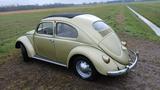 Volkswagen Käfer Ovali 