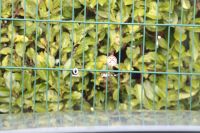 Mazda CX-60 - Vorschau Bild 14