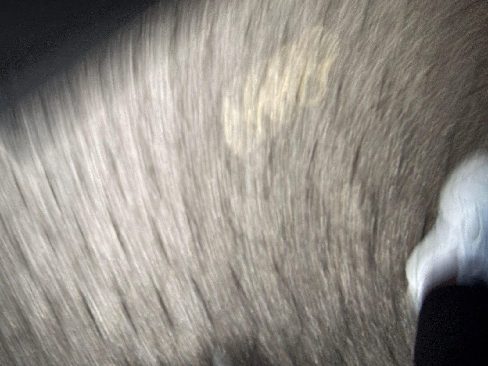 Fahrzeugabbildung Audi Q7 50 TDI Quattro/7-SITZE/PANO/HUD/AMBIENTE/KAME