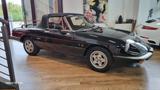 Alfa Romeo Spider 1.6 ASI VETTURA ITALIANA - Alfa Romeo aus 1986