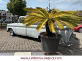 Chevrolet C15 pick up Fleetside - Chevrolet Gebrauchtwagen von 1966