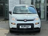 Fiat Panda Mild-Hybrid Base Bluetooth nur 24.999km ! - Fiat Panda: Km H