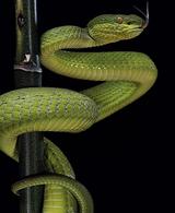 Porsche 911 E TARGA 2.4 (VERDE VIPER) PERMUTE - Porsche aus 1973: T 911