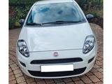 Fiat Punto 1.2 8V POP  - gebrauchte Fiat Punto aus dem Jahr 2014