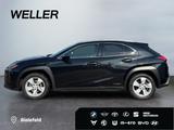 Lexus UX 250h Style Edition *Bi-LED*ACC*CAM*SHZ*CarPla - Lexus: Allradantrieb
