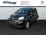 Fiat Panda 1.0 Pandina - Fiat Panda in Mainz