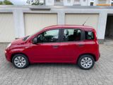 Fiat  Panda 1.2 8V Pop - Fiat New Panda Gebrauchtwagen