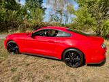 Ford Mustang 2.3 EcoBoost|317 PS|Unfallfrei - Ford Mustang: Ecoboost