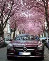 Mercedes-Benz SLK 250 CDI  Automatic  238 PS - Mercedes-Benz: Automatic