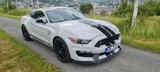 Ford Mustang GT 350 Shelby - Ford Mustang: Gt350