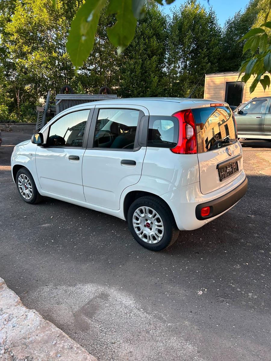 Fiat Panda Easy - Klima - 1 Hand - TÜV neu