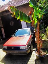 Fiat Tipo 1.6 AGT - Fiat Gebrauchtwagen von 1990