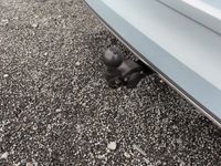 Volkswagen Golf - Vorschau Bild 12