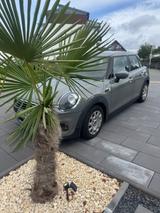 MINI Mini One | 1. Hd | Scheckheftgep. | Top Zustand - MINI ONE von privat