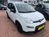 Fiat Panda Base    1.Hand   12500 Euro BRUTTO - Fiat: 125p
