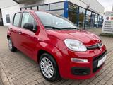 Fiat Pandina ICON - Fiat Panda Neuwagen mit Benzin-Antrieb