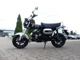 Honda Dax 125 mit ABS incl. Anlieferung - HONDA DAX