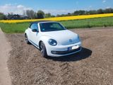 Volkswagen Beetle 1.4 TSI Sport Cabriolet Sport - Volkswagen Beetle mit Benzin-Antrieb: Cabrio, 1.4