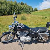 Harley-Davidson Sportster 883 Custom XL883C - Angebote