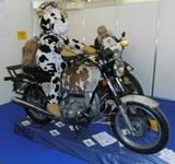 BMW R75/6 - Angebote