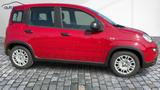 Fiat Panda 1,0  Hybrid (MHEV) Pandina Base NBA PDC  - Fiat Panda Pandina mit Benzin-Antrieb