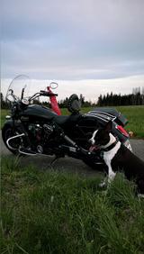 Indian Scout (Gepflegt Garagenmotorrad) - INDIAN MOTORRAD