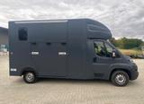Peugeot Boxer Pferdetransporter 3,5 to  - Tier-/Pferdetransport 3 pferde