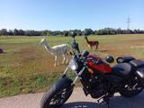 Honda 500 CMX - CHOPPER VON 251 BIS 500 CCM