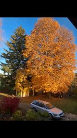 Audi C4 S6 Plus Quattro RS - Audi S6: Plus